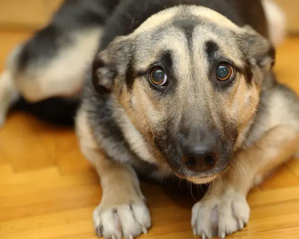 Un cane pauroso con occhi grandi e imploranti, sdraiato su un pavimento di legno. Sembra spaventato e cerca conforto.