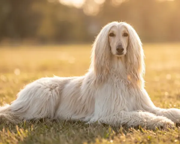 Un maestoso levriero afgano, uno dei cani grandi pelosi, riposa sull'erba dorata al tramonto.