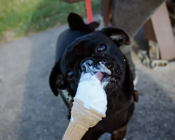 Un cane nero, con la faccia sporca di gelato, lecca felicemente un cono. Il cane può mangiare il gelato, che gioia!