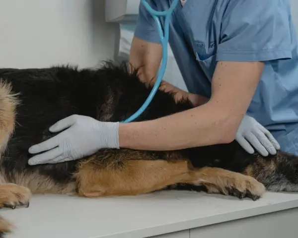 Veterinario visita un cane. Se il tuo cane ha crisi epilettiche, quando preoccuparsi?