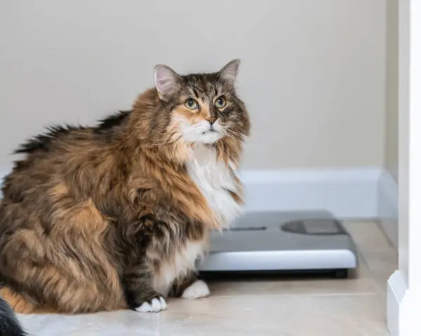 Gatto paffuto seduto vicino a una bilancia, un promemoria visivo su come far dimagrire un gatto.