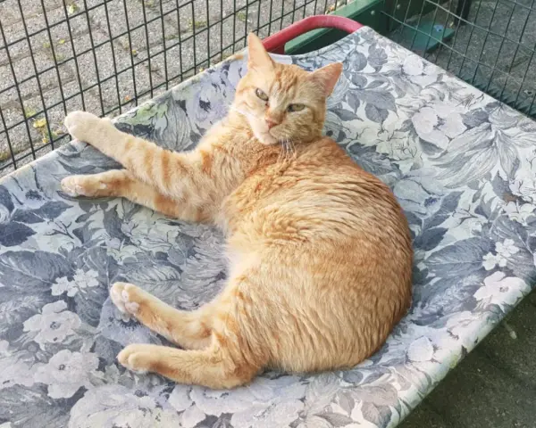 Gatto arancione sdraiato su una cuccia fiorata, con un'espressione stanca, forse a causa della leucemia felina ultimo stadio.
