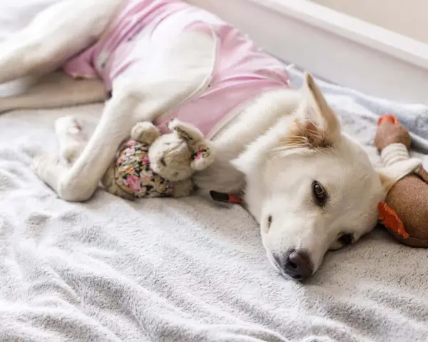 Un cane bianco con un maglioncino rosa riposa su una coperta grigia, abbracciando un coniglietto di peluche. Il suo **sieroma cane** è coperto, ma sembra a suo agio.