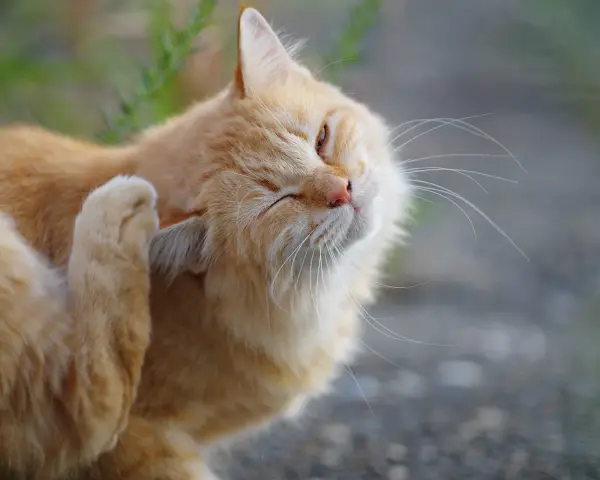 Gatto arancione si gratta l'orecchio, forse per via dei pidocchi gatto in casa.