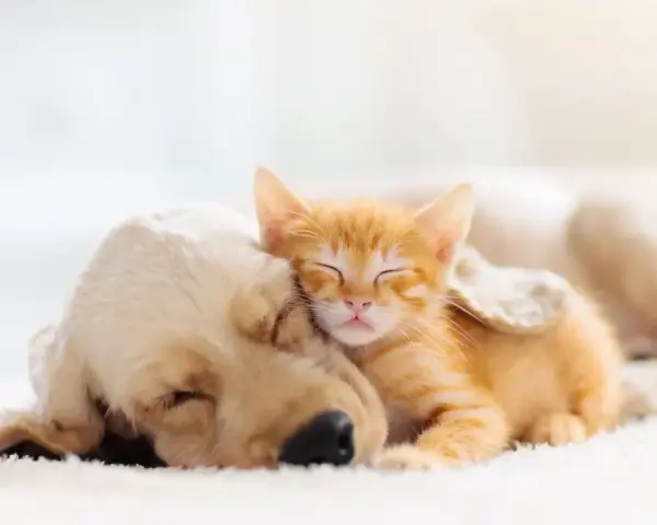 Un gattino arancione dorme sereno appoggiato a un cane dorato. Forse sognano avventure insieme, chissà cosa sognano i gatti.