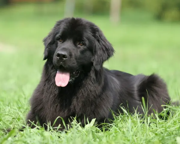 Un maestoso terranova cane nero giace sull'erba verde, con la lingua rosa fuori, godendosi una giornata di sole.