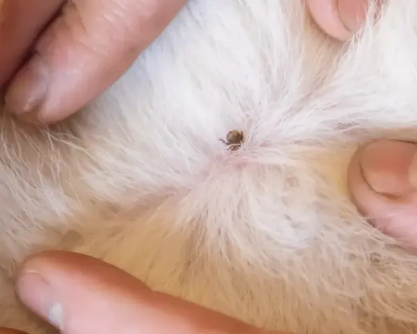 Dita che separano il pelo bianco di un gatto per rivelare una zecca attaccata alla pelle.