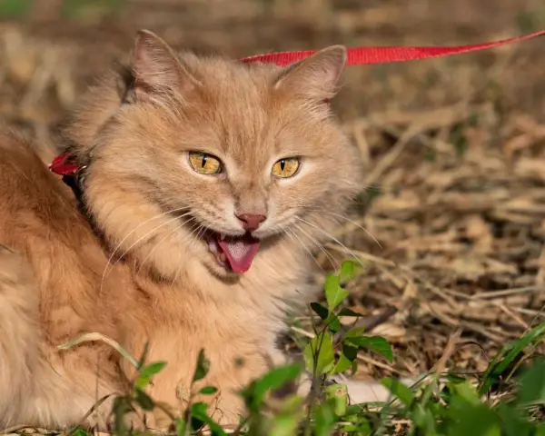 Gatto arancione con collare rosso e guinzaglio, lingua fuori, forse per dispnea gatto o per il caldo.