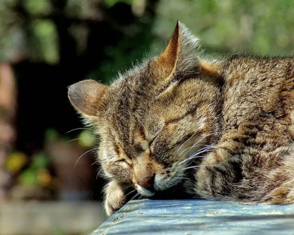 Un gatto soriano dorme beatamente al sole, con il muso appoggiato su una superficie blu.
