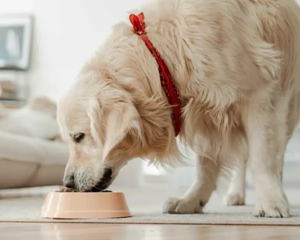 Golden retriever con bandana rossa mangia crocchette, ideali per cani con sensibilità, grazie alle proteine idrolizzate cane.