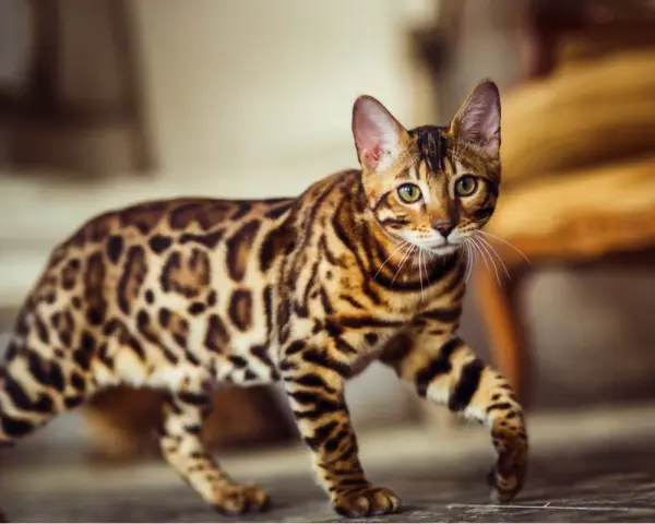 Gatto bengala dal carattere vivace, con mantello maculato e occhi verdi penetranti, cammina con eleganza.