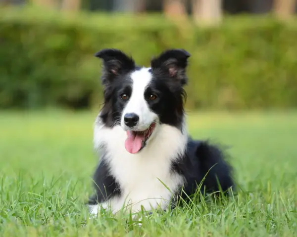Border collie con lingua fuori, felice sull'erba. Nessun difetto visibile, solo un cane perfetto.
