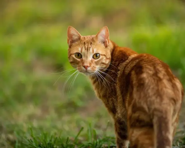 Un gatto rosso tigrato guarda incuriosito, con il pelo fulvo che si fonde con l'erba verde.