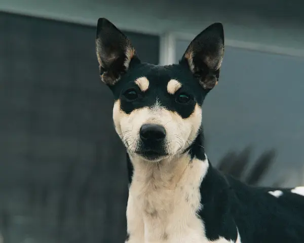 Un adorabile rat terrier con un mantello bicolore nero e bianco, con macchie distintive intorno agli occhi, guarda intensamente.