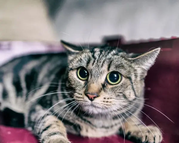 Gatto tigrato con occhi sbarrati, rannicchiato in un trasportino. Sembra spaventato, forse perché i gatti hanno paura dei temporali.