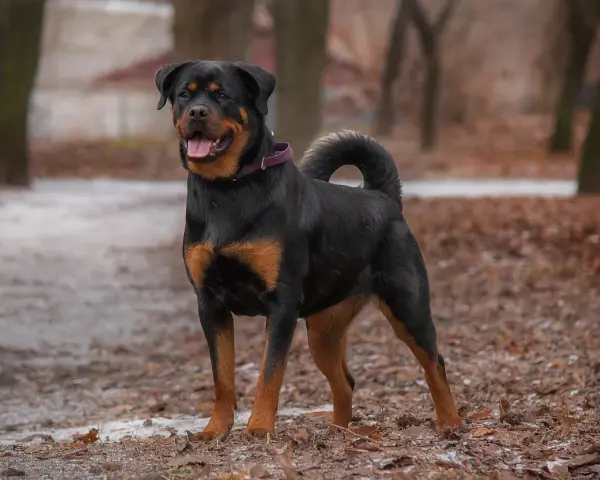 Rottweiler dal temperamento equilibrato, posa fiero in un parco autunnale.