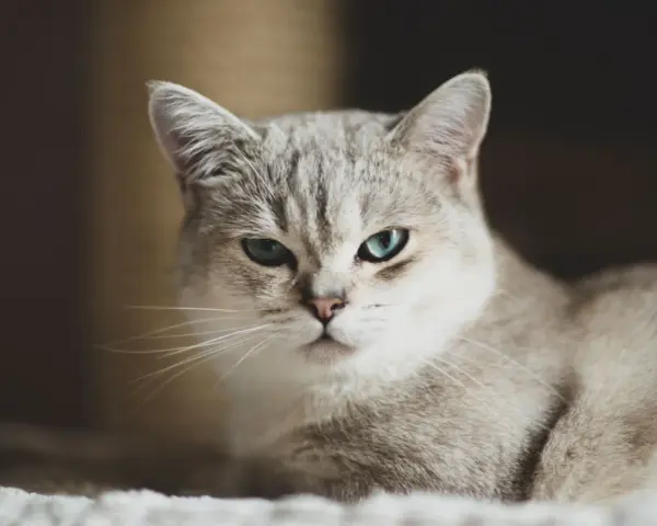 Un elegante gatto pelo medio con occhi azzurri penetranti osserva con curiosità.