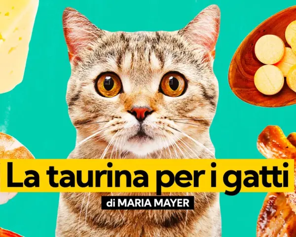 Un gatto curioso guarda verso la taurina, circondato da cibo: formaggio, gamberi e pollo arrosto.