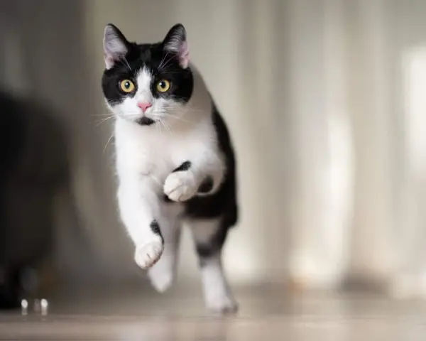 Un gatto bianco e nero salta con agilità, con gli occhi gialli che brillano.