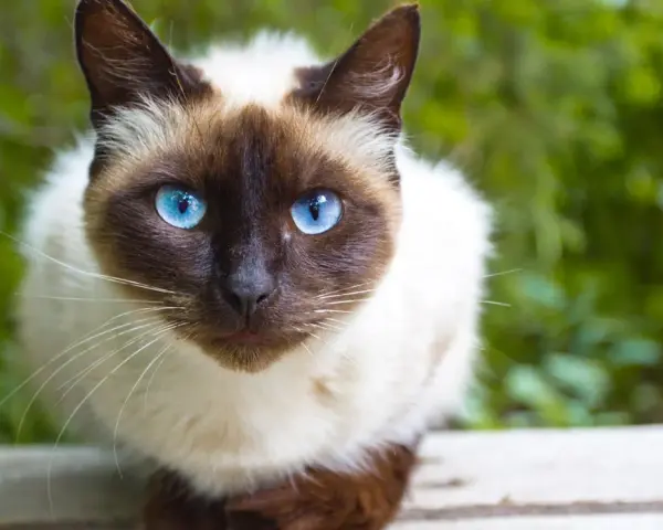 Un adorabile gatto pelo corto con occhi blu intensi guarda dritto verso l'obiettivo, circondato da un verde rigoglioso.