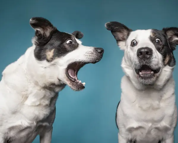 Due cani bianchi e neri con espressioni sorprese. Uno sembra un cane che abbaia forte, con la bocca spalancata.