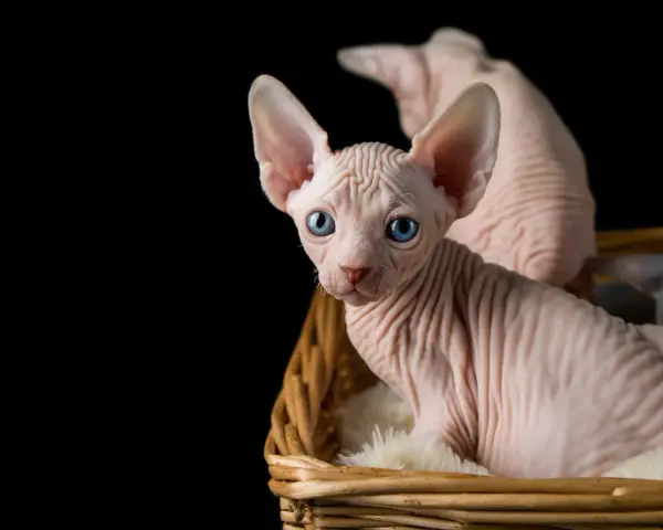 Un adorabile gatto senza pelo con occhi azzurri, seduto in un cesto di vimini su uno sfondo nero.