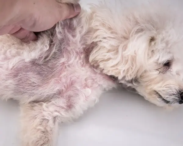 Pelo arrossato e irritato sul fianco di un cane, sintomo di dermatite da pulci.