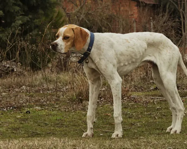 Un cane magro, bianco con macchie arancioni, con collare blu e campanellino, osserva attentamente l'ambiente circostante.