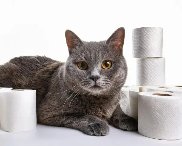 Gatto grigio con occhi dorati circondato da rotoli di carta igienica, forse per un caso di diarrea gatto.