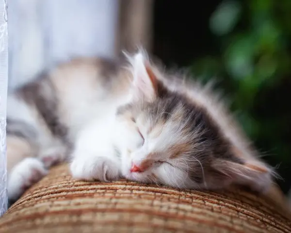 Un tenero gattino tricolore dorme sereno sul divano. Che voglia di accarezzare il gatto quando dorme, con la sua pelliccia morbida e il nasino rosa.