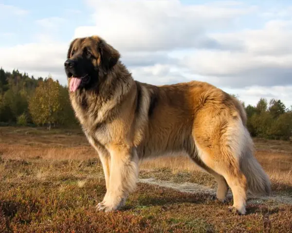 Un maestoso Leonberger, imponente per le sue **dimensioni**, posa in un prato autunnale.