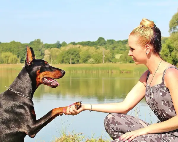 Dobermann che stringe la mano a una donna, un gesto che racchiude i dobermann pregi e difetti: fedeltà e intelligenza, ma anche bisogno di attenzioni.