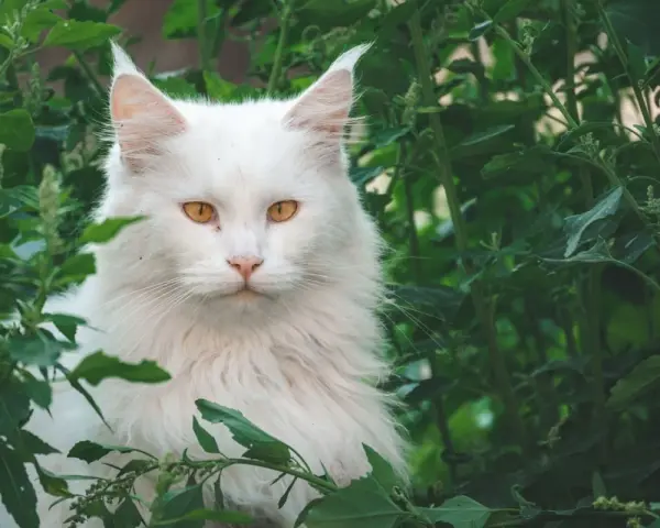 Un maestoso Maine Coon bianco, con occhi ambrati, si nasconde tra il fogliame verde. Immagina il suo imponente **maine coon xxl peso** mentre si muove con grazia.
