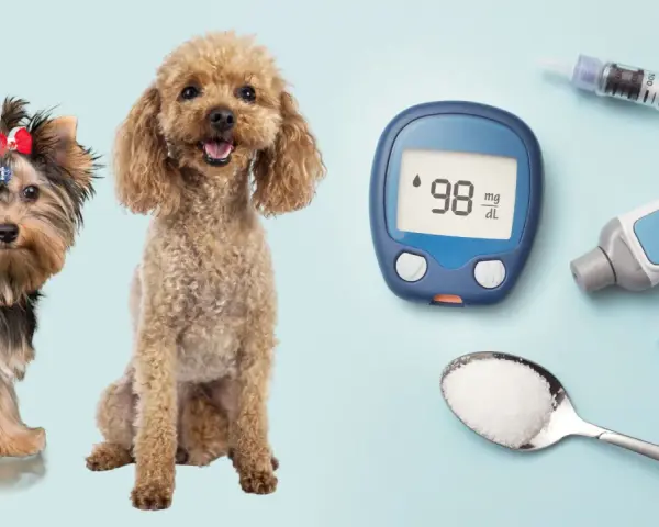 Due cani, un misuratore di glicemia e una siringa per insulina suggeriscono la gestione del diabete insipido nel cane.