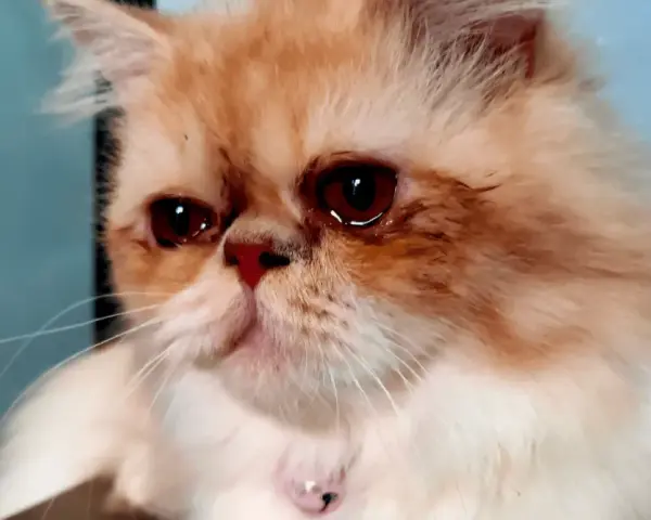 Un gatto persiano dagli occhi rossi sembra piangere con le lacrime, il suo pelo arancione e bianco è soffice.
