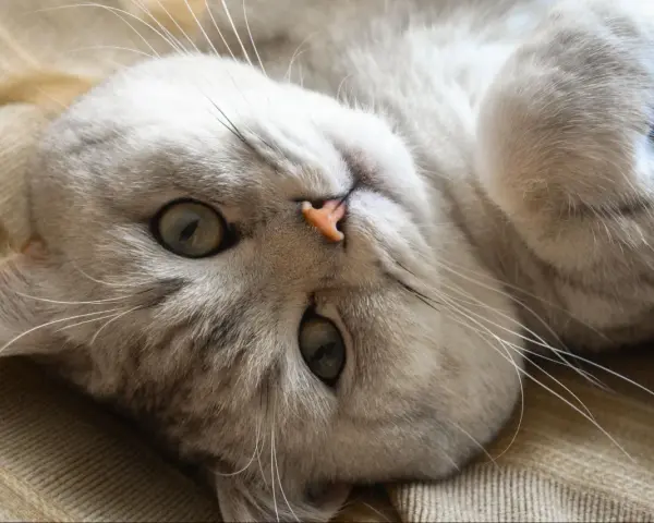 Gatto sdraiato, con occhi verdi e naso rosa. Sembra rilassato, forse emette uno dei tanti tipi di fusa del gatto.