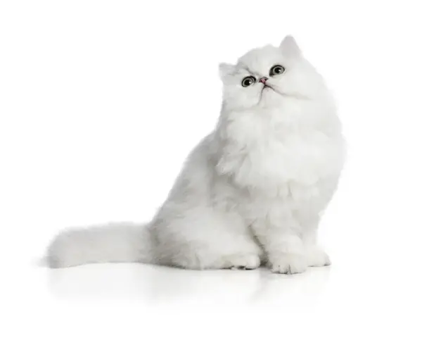 Un gatto bianco con pelo lungo, una delle tante razze gatti pelo lungo, posa con sguardo curioso.