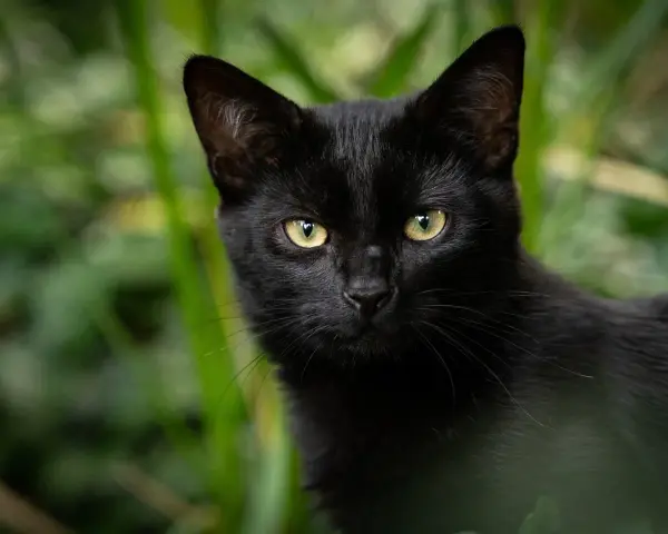Un elegante gatto Bombay nero con occhi dorati scruta attentamente dalla vegetazione verdeggiante.