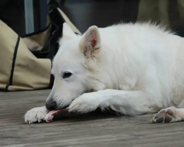 Cane bianco che rosicchia con gusto un pezzo di carne di cavallo, appoggiato su un tavolato di legno.