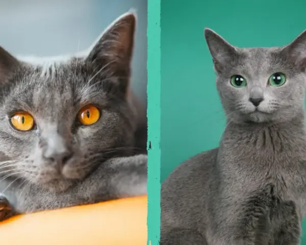 Due gatti soriani grigi, uno con occhi ambra e l'altro con occhi verdi, si guardano intensamente.