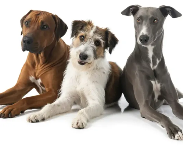 Tre cani di taglia media: un Rhodesian Ridgeback, un meticcio dal pelo lungo e un Levriero.