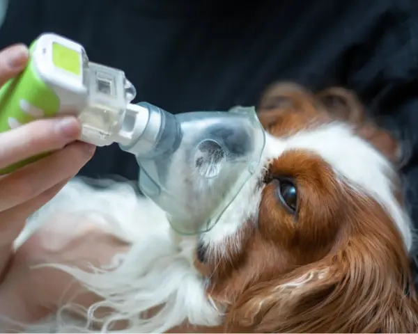 Cane con maschera nebulizzatrice per curare edema polmonare. La terapia aiuta il suo recupero.