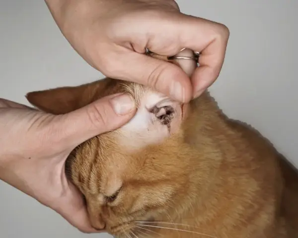 Mani esaminano l'orecchio di un gatto arancione, mostrando segni di otite da acari del gatto.