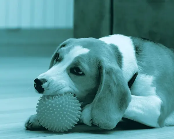 Un beagle gioca con un osso per cani denti, un giocattolo a forma di palla con punte, sdraiato sul pavimento.