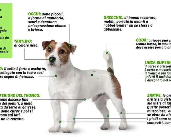 Jack Russell Terrier: cane da lavoro, caccia e compagnia. Il suo carattere vivace e brioso si riflette negli occhi a mandorla.