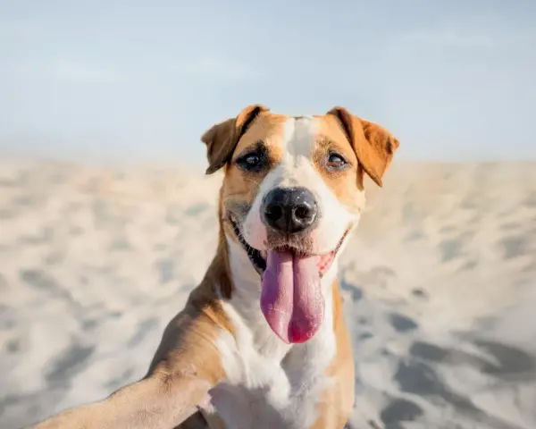 Un felice cane amstaff con la lingua fuori, seduto sulla sabbia con uno sfondo sfocato.