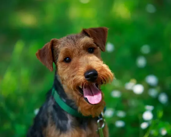Un allegro welsh terrier con la lingua fuori, in un prato fiorito.