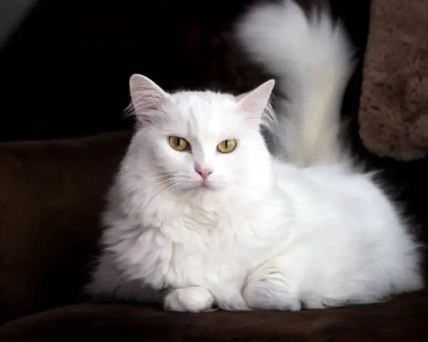 Gatto bianco con occhi azzurri, una splendida razza dal pelo lungo e folto, posa elegantemente su un divano scuro.
