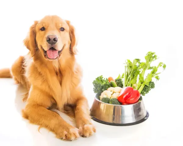 Un golden retriever sorride accanto a una ciotola piena di verdure fresche, tra cui broccoli, cavolfiori e peperoni rossi. I cani possono mangiare le melanzane, e questa ciotola è un esempio di dieta sana.