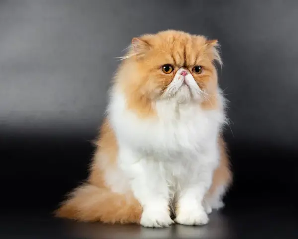 Gatto persiano dal muso schiacciato, con pelo lungo e folto color albicocca e bianco, seduto su sfondo scuro.
